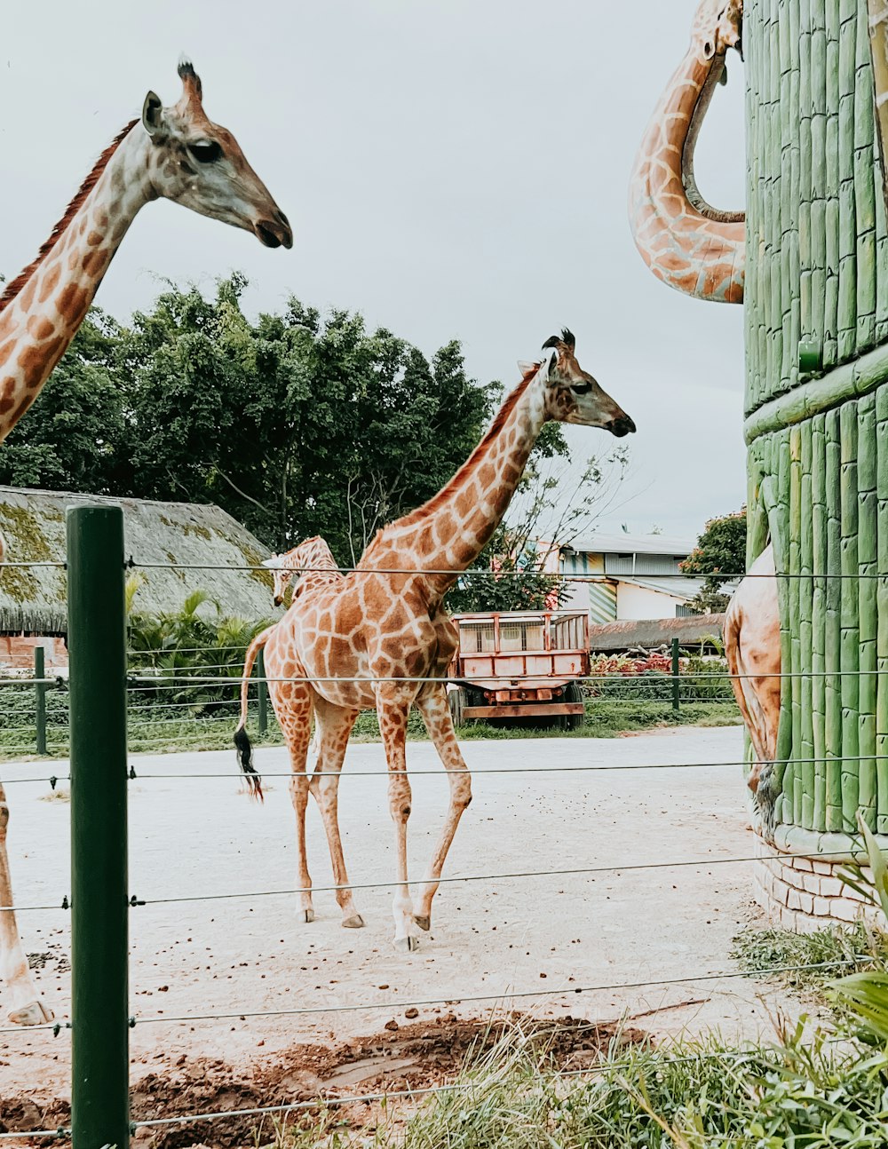 a couple of giraffe standing next to each other