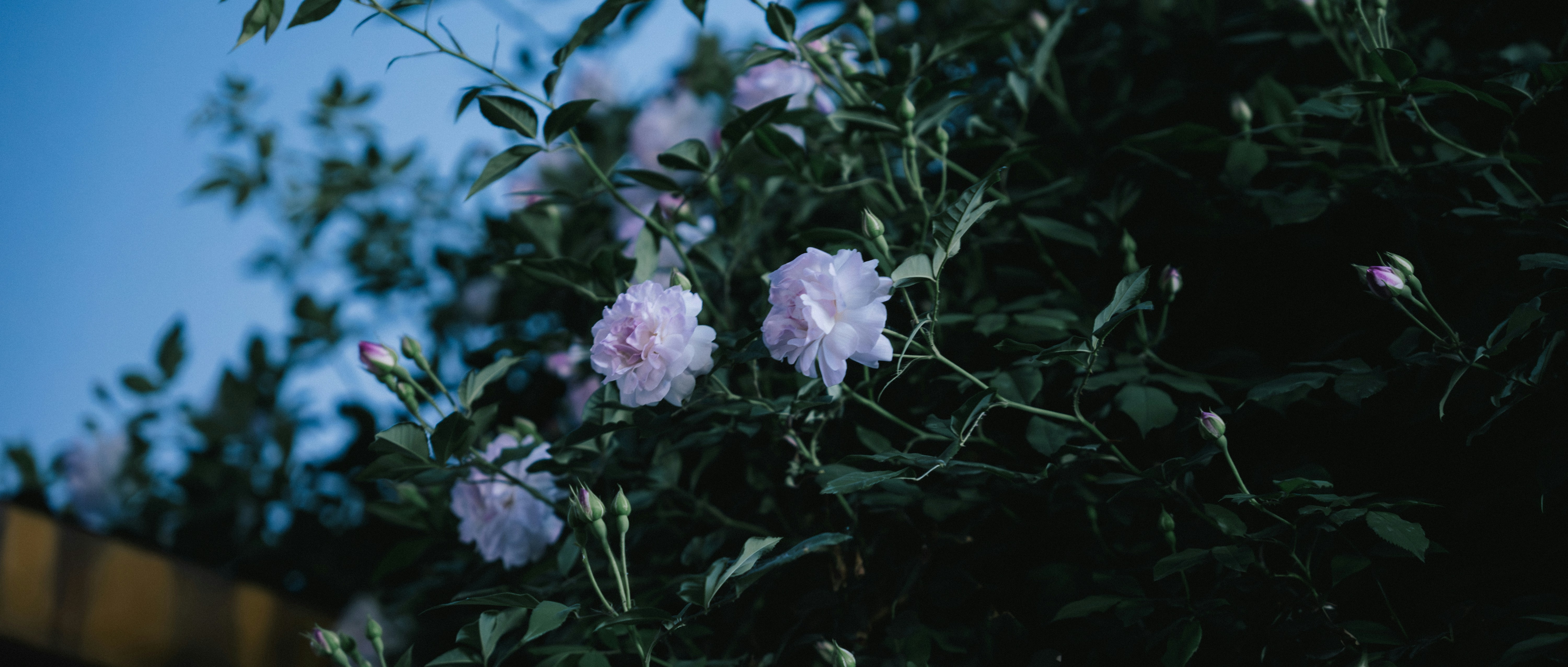 Photo by summerobelisk