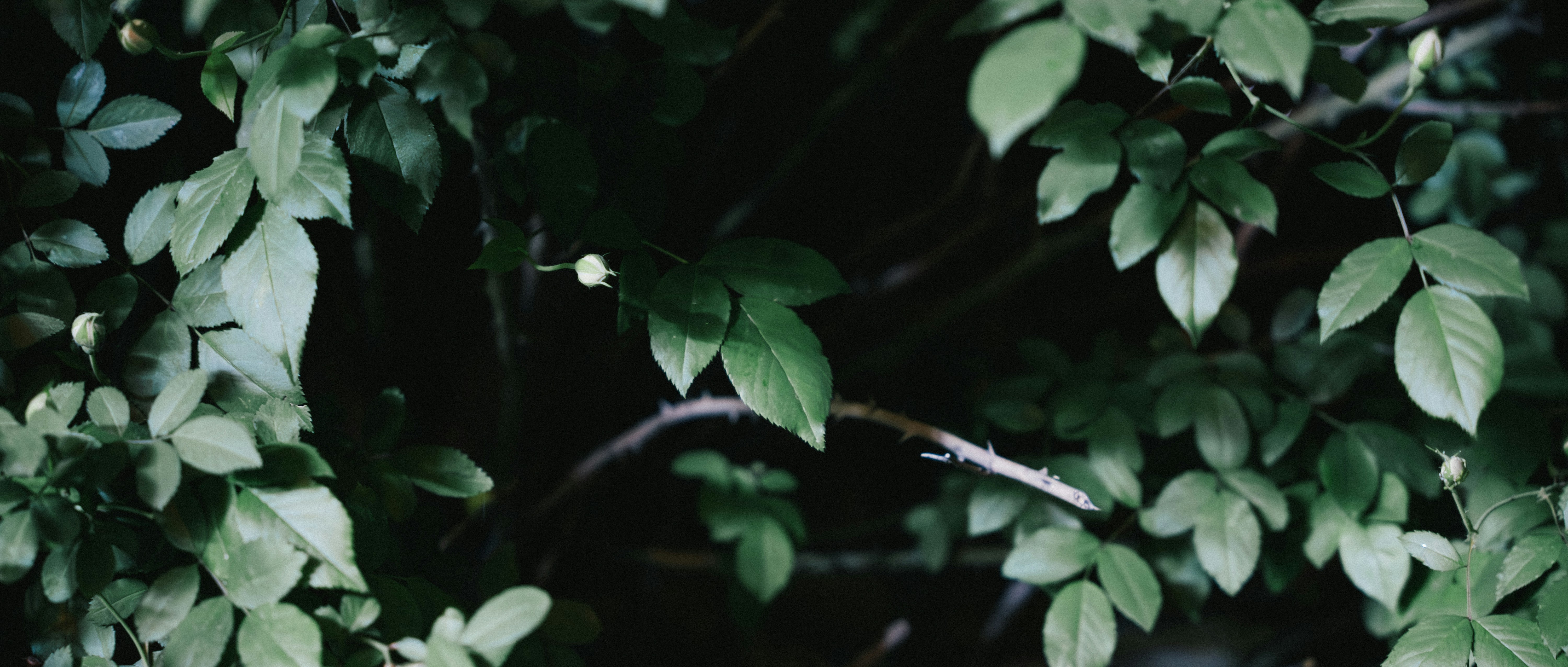 Photo by summerobelisk