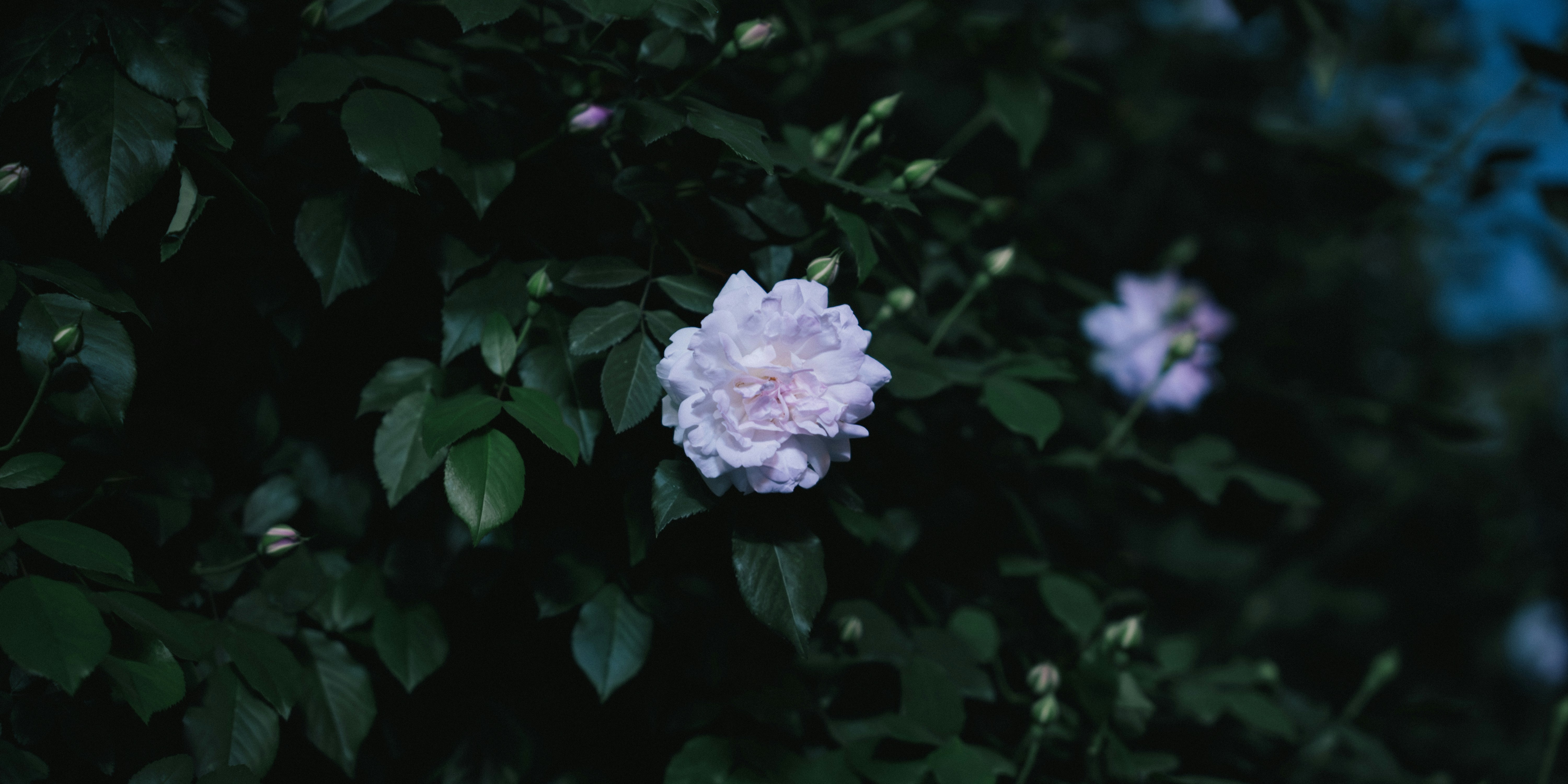 Photo by summerobelisk