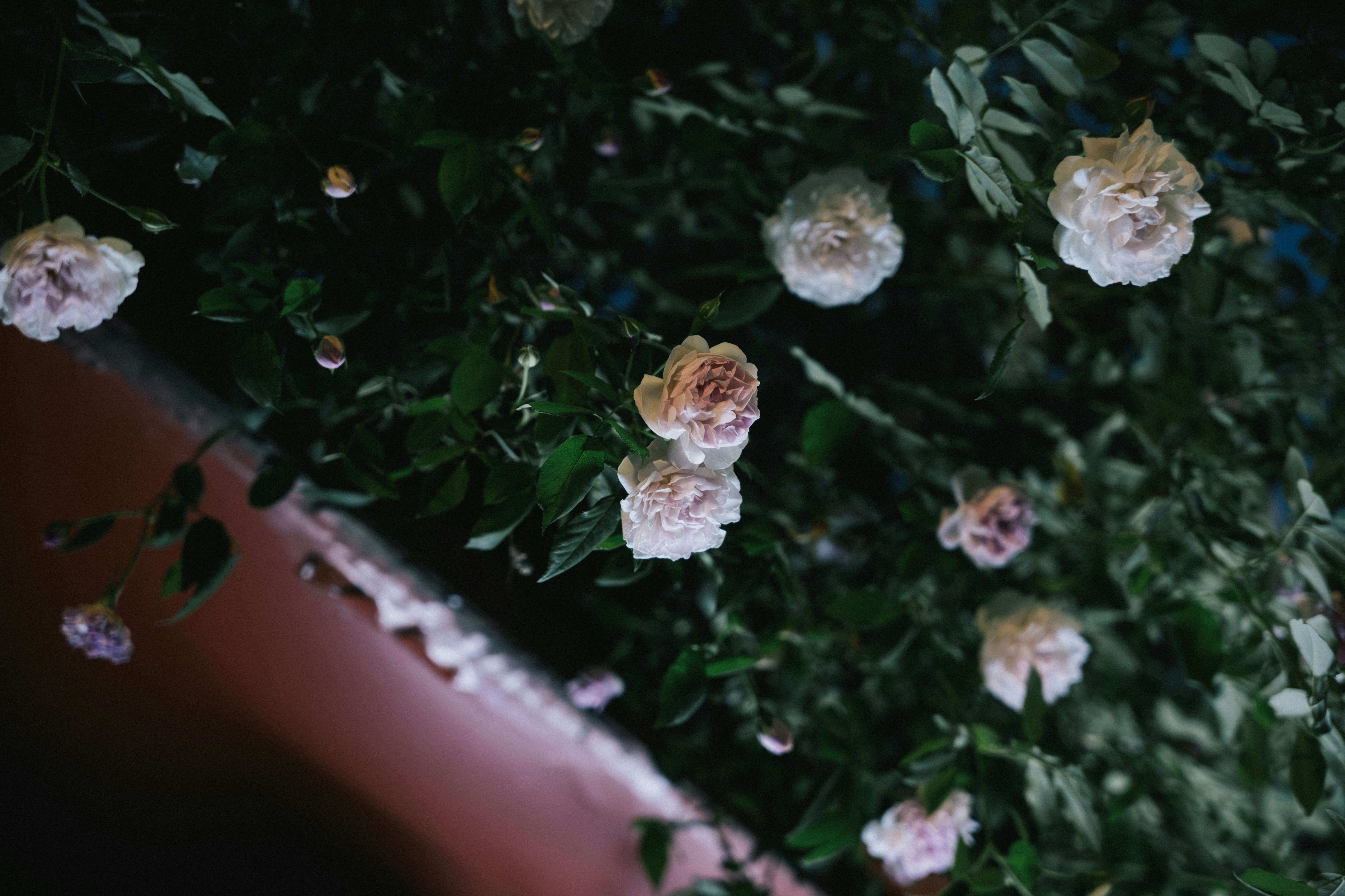 Photo by summerobelisk