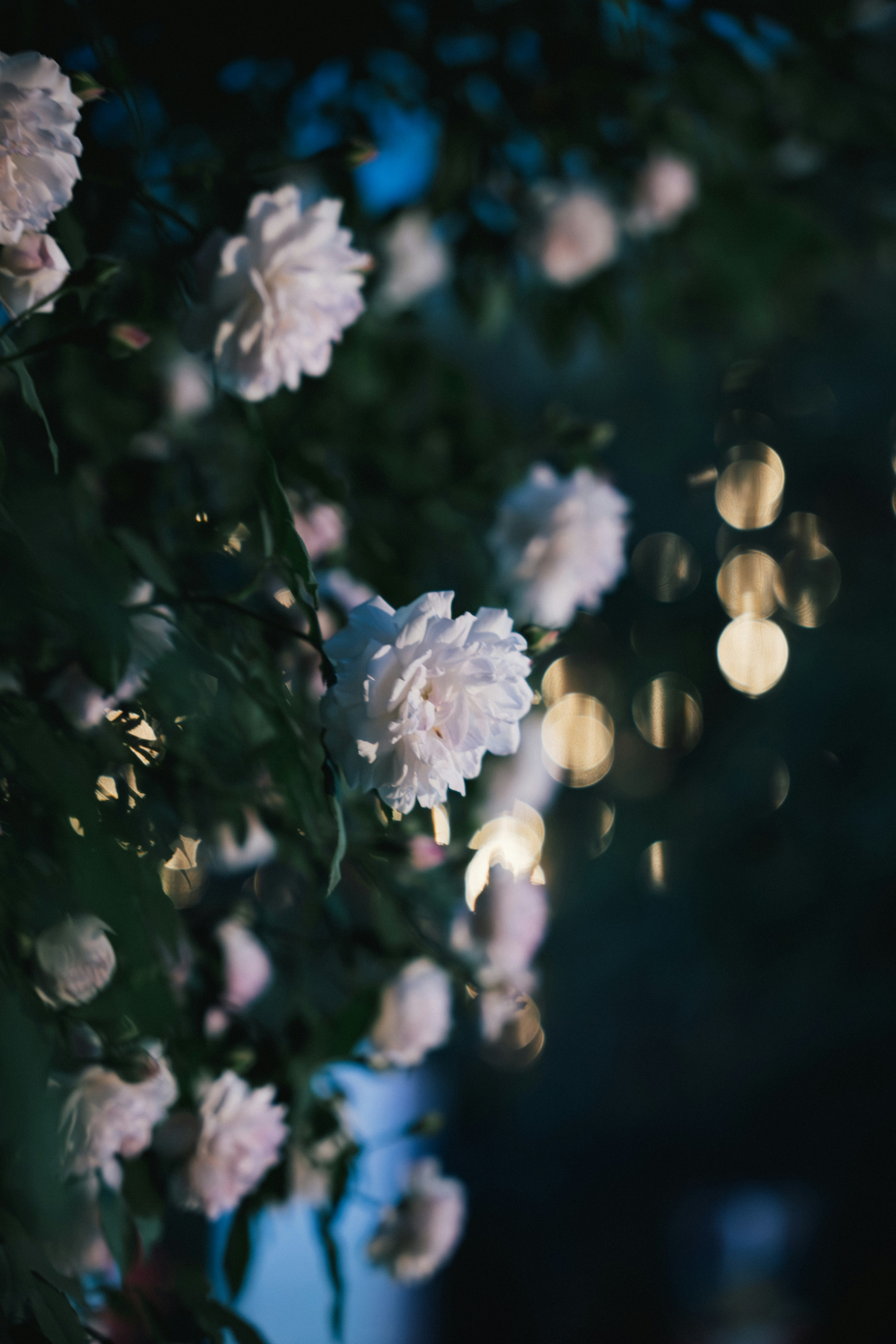 Photo by summerobelisk