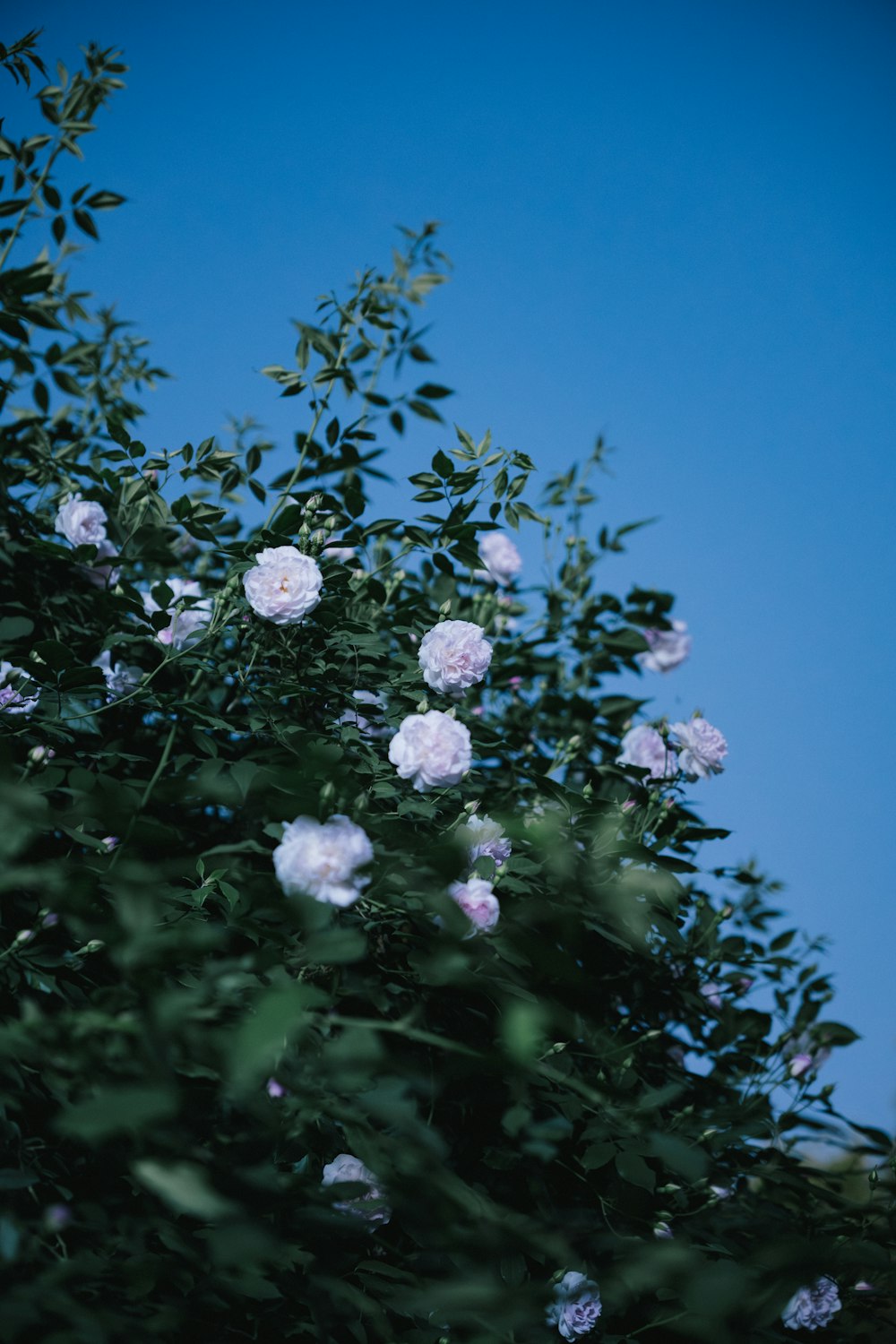 a tree with white flowers in the foreground and a blue sky in the background