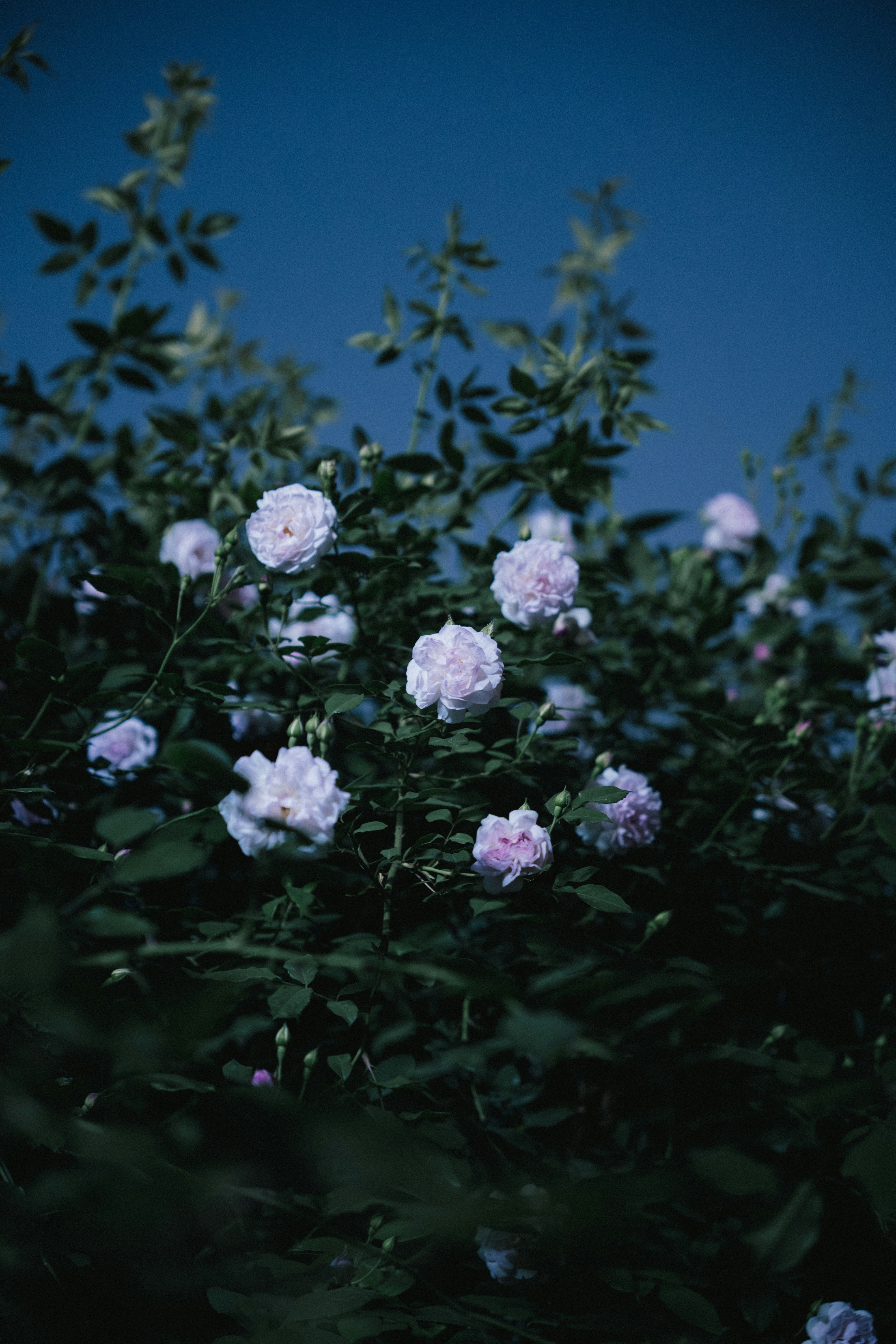 Photo by summerobelisk