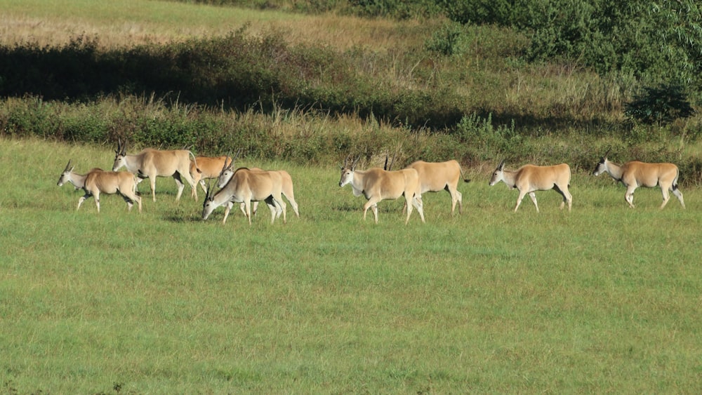 a herd of deer walking across a lush green field
