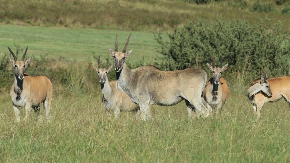 a herd of antelope standing on top of a grass covered field