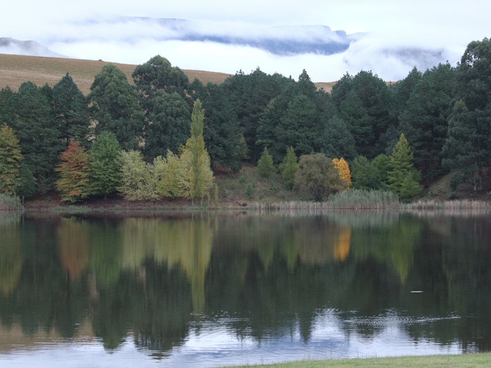 a large body of water surrounded by trees