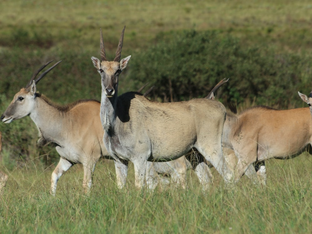 a herd of antelope walking across a grass covered field