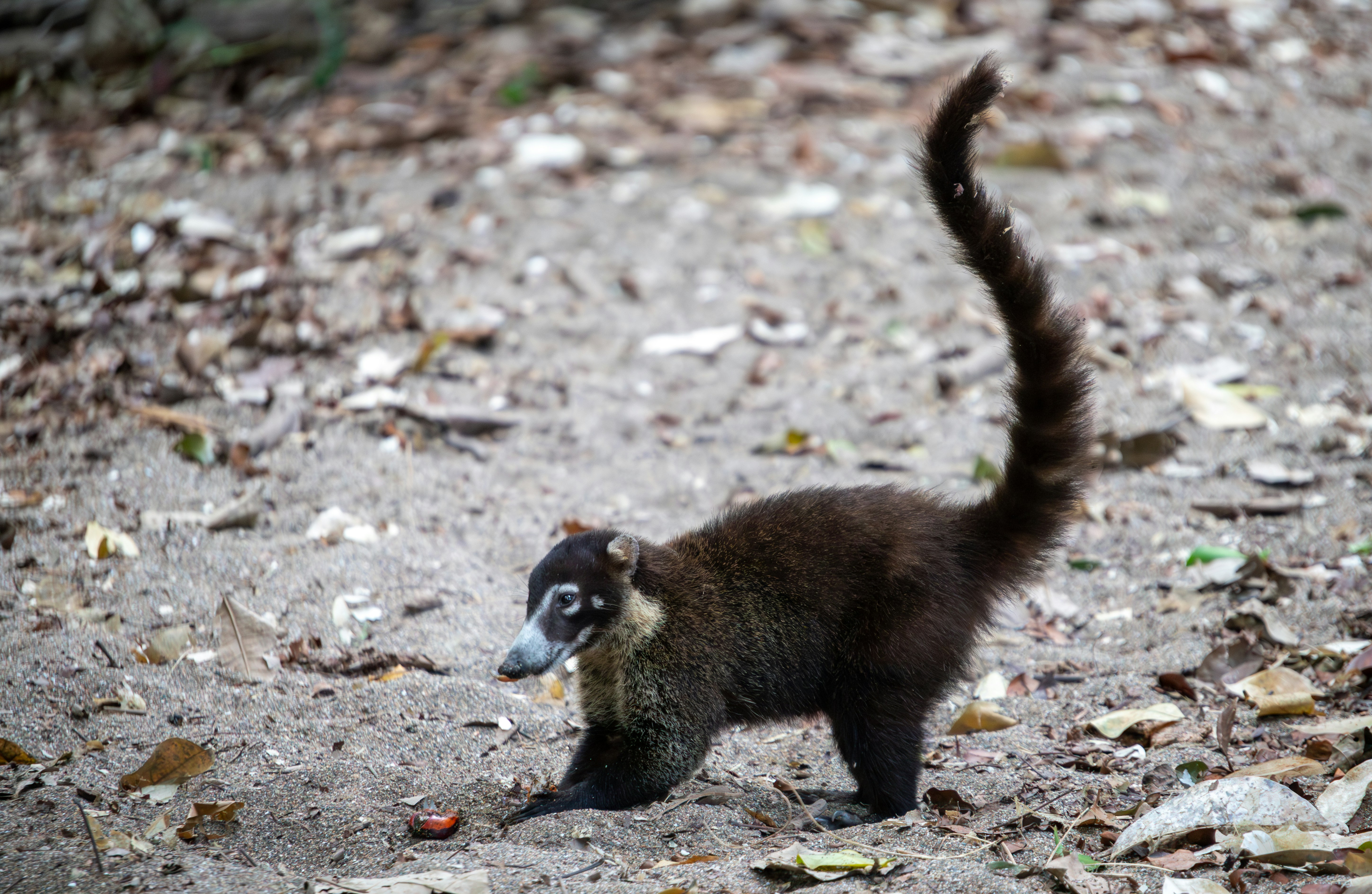 a small animal standing on top of a dirt field, A coati is depicted foraging on the forest floor, its snout close to the ground as it investigates something of interest. Its distinctive ringed tail is held high, adding a dynamic aspect to this candid wildlife moment.