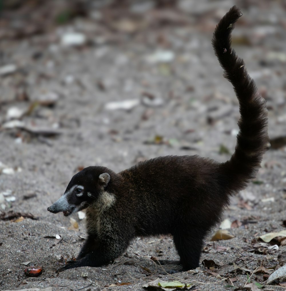 a small black and white animal standing on top of a dirt field