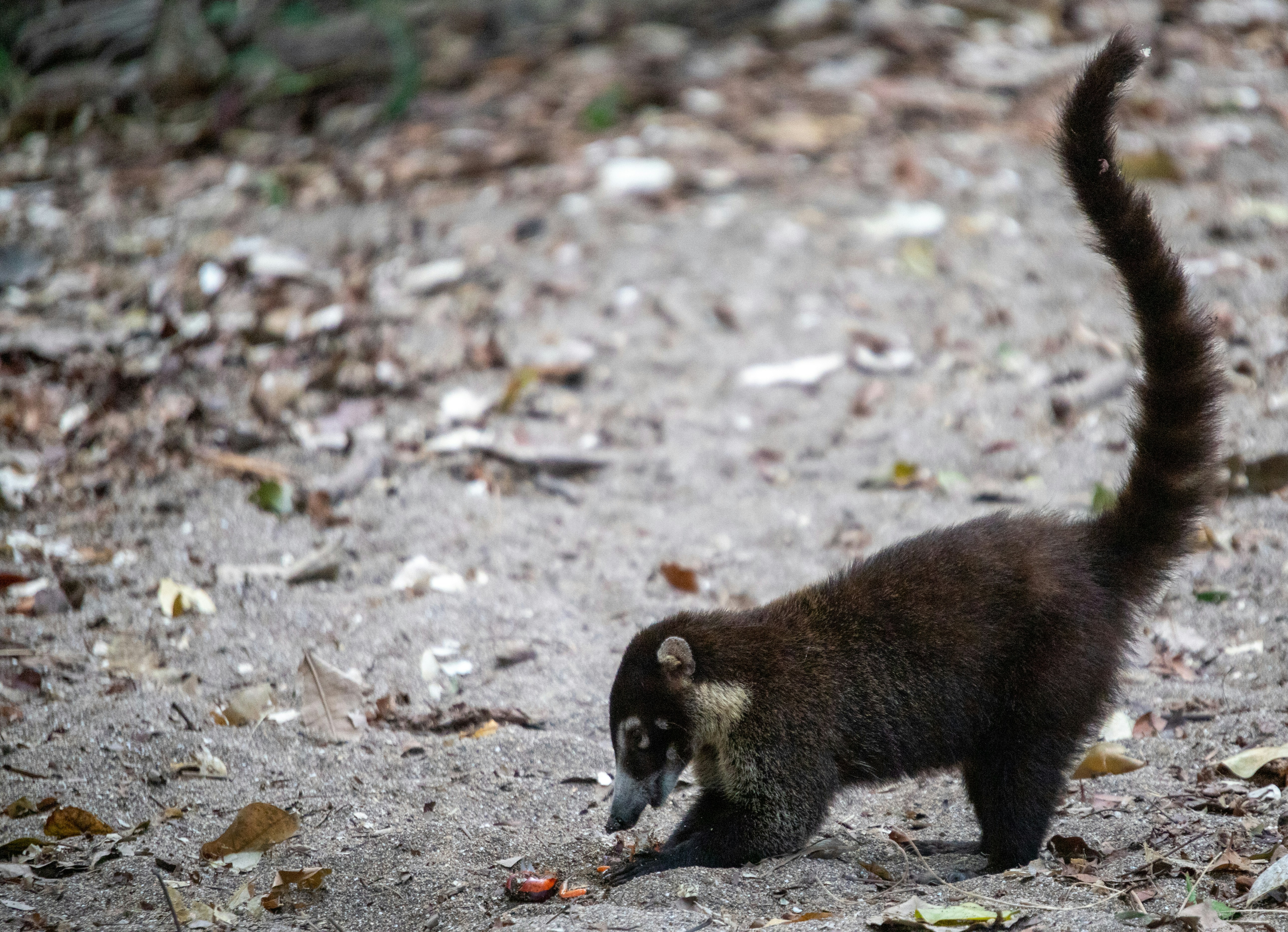 A coati is depicted foraging on the forest floor, its snout close to the ground as it investigates something of interest. Its distinctive ringed tail is held high, adding a dynamic aspect to this candid wildlife moment.