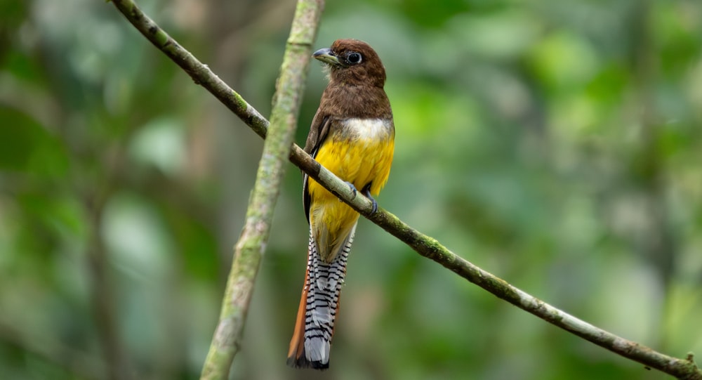 un oiseau jaune et brun assis sur une branche d’arbre