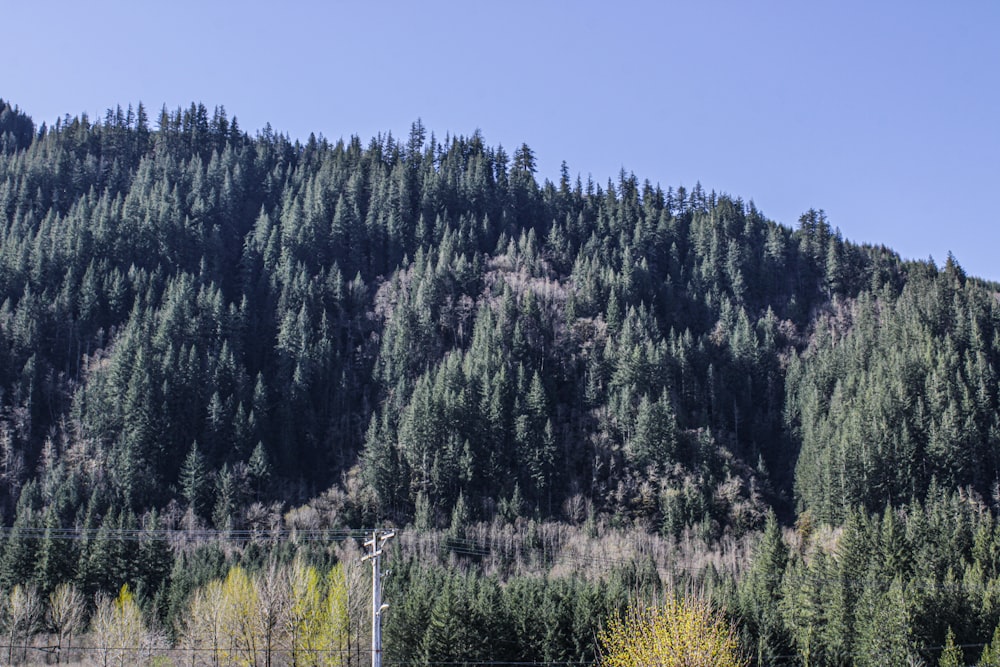 une montagne avec des arbres sur le flanc