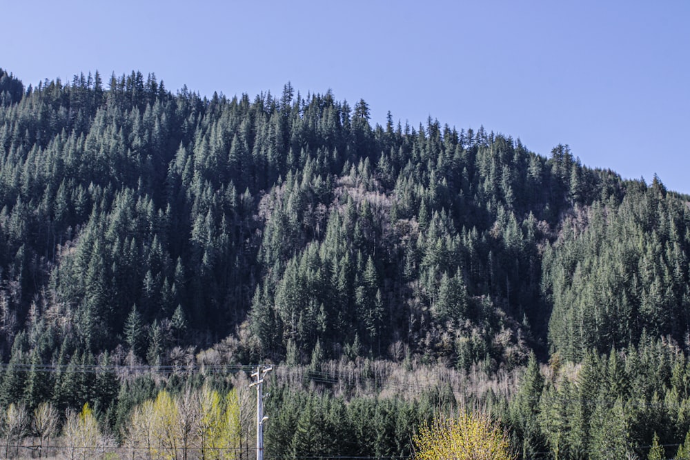 a mountain with trees on the side of it