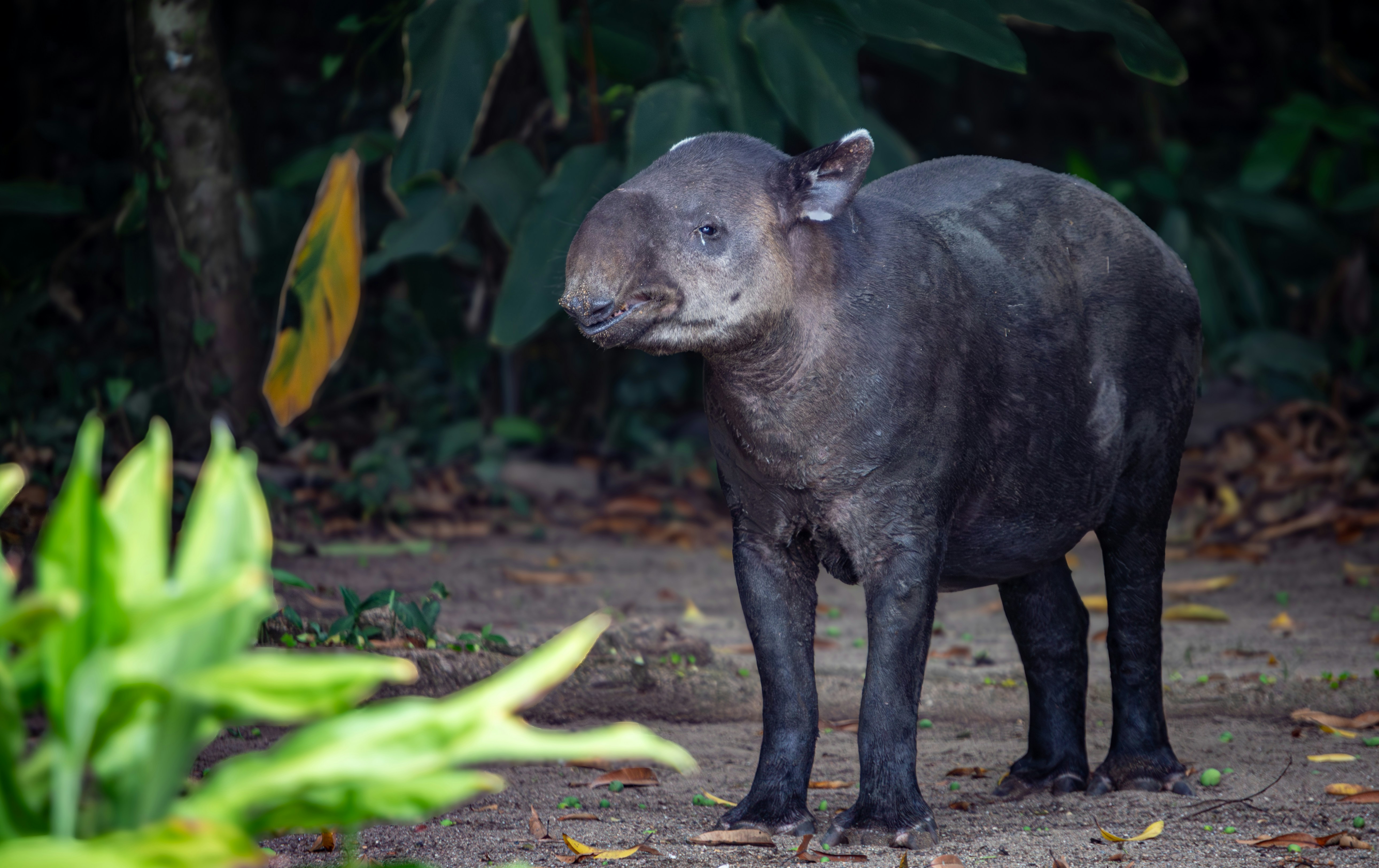a small black animal standing on a dirt road, A Tapir, distinguished by its grey skin and prominent snout, stands alert yet calm on the forest floor. The surrounding greenery frames the solitary mammal, emphasizing its presence in the lush Costa Rican tropical forest, a vital part of the region