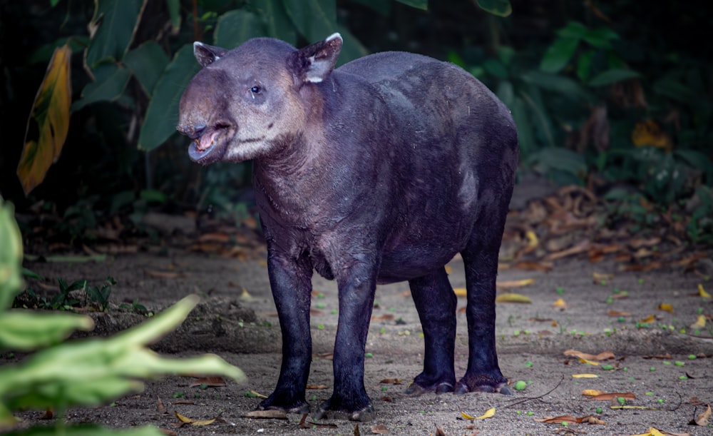 a small black animal standing on a dirt road