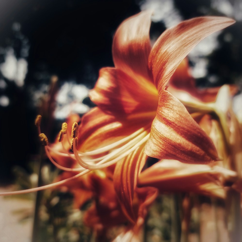 a close up of a flower with a blurry background