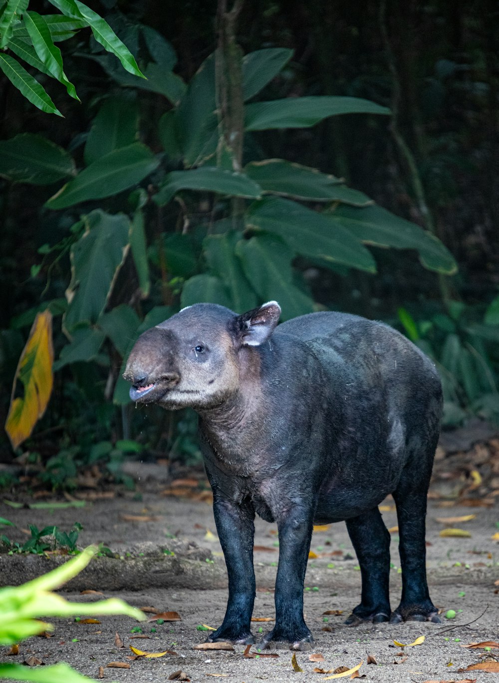 a small animal standing on a dirt road