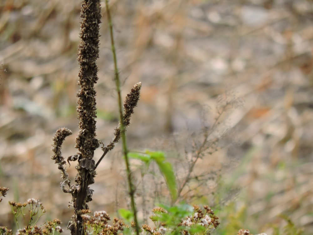 a close up of a plant in a field