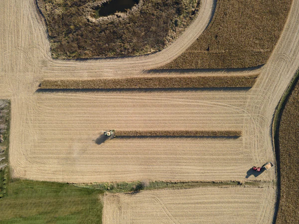 Corn harvest in progress across a golden field