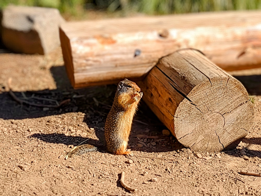 a small rodent standing next to a large log