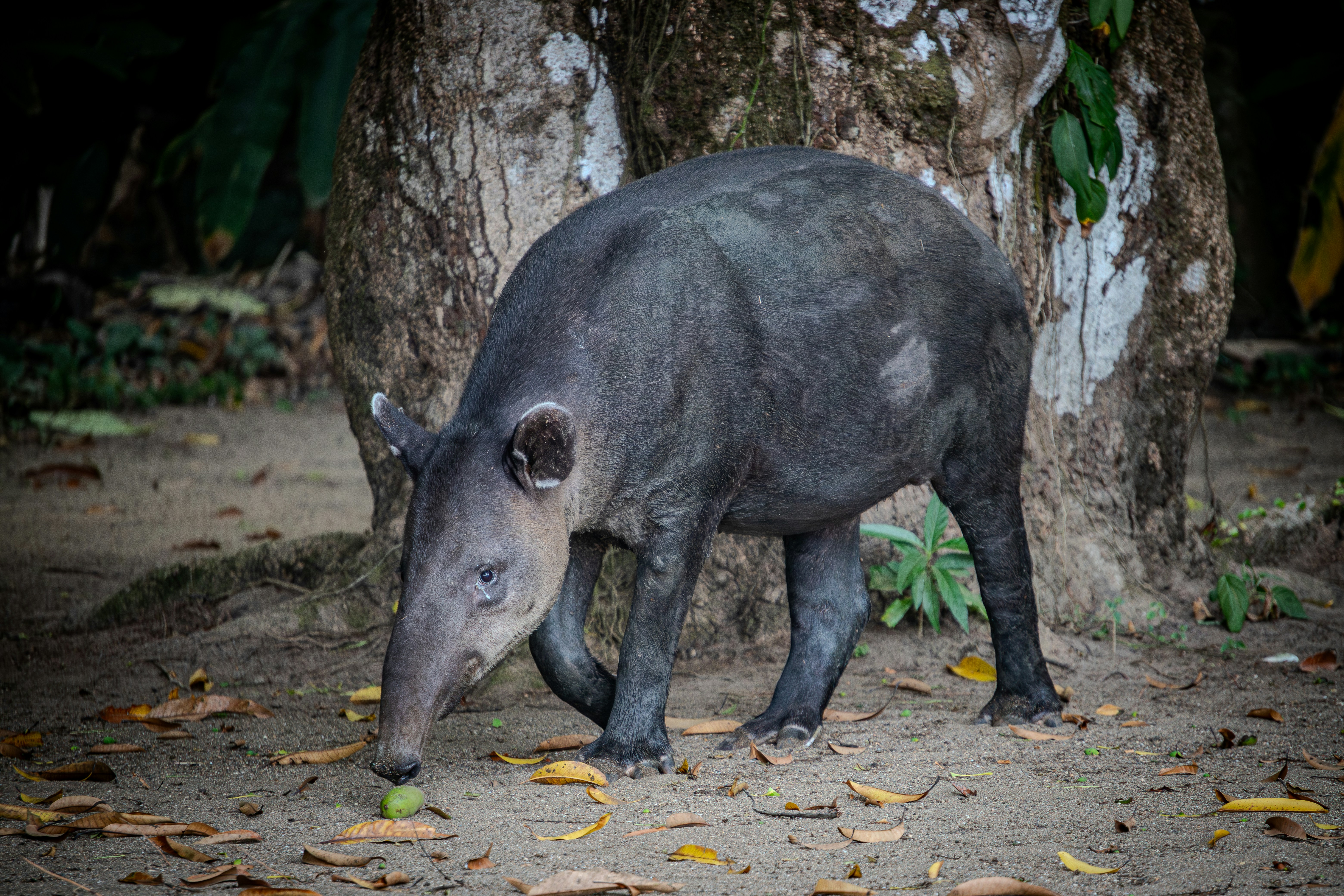 a large black animal standing next to a tree, A Tapir, distinguished by its grey skin and prominent snout, stands alert yet calm on the forest floor. The surrounding greenery frames the solitary mammal, emphasizing its presence in the lush Costa Rican tropical forest, a vital part of the region