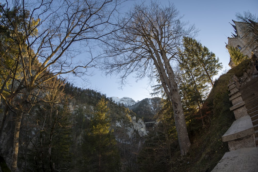 Una vista panorámica de una montaña con árboles en primer plano