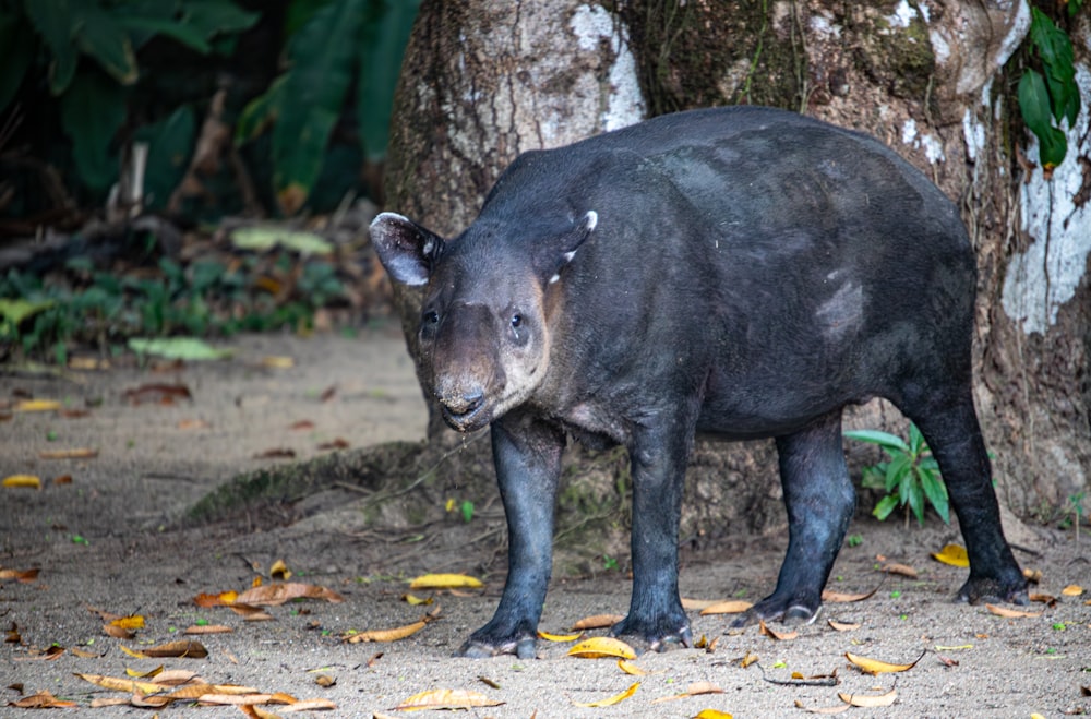 a large black animal standing next to a tree