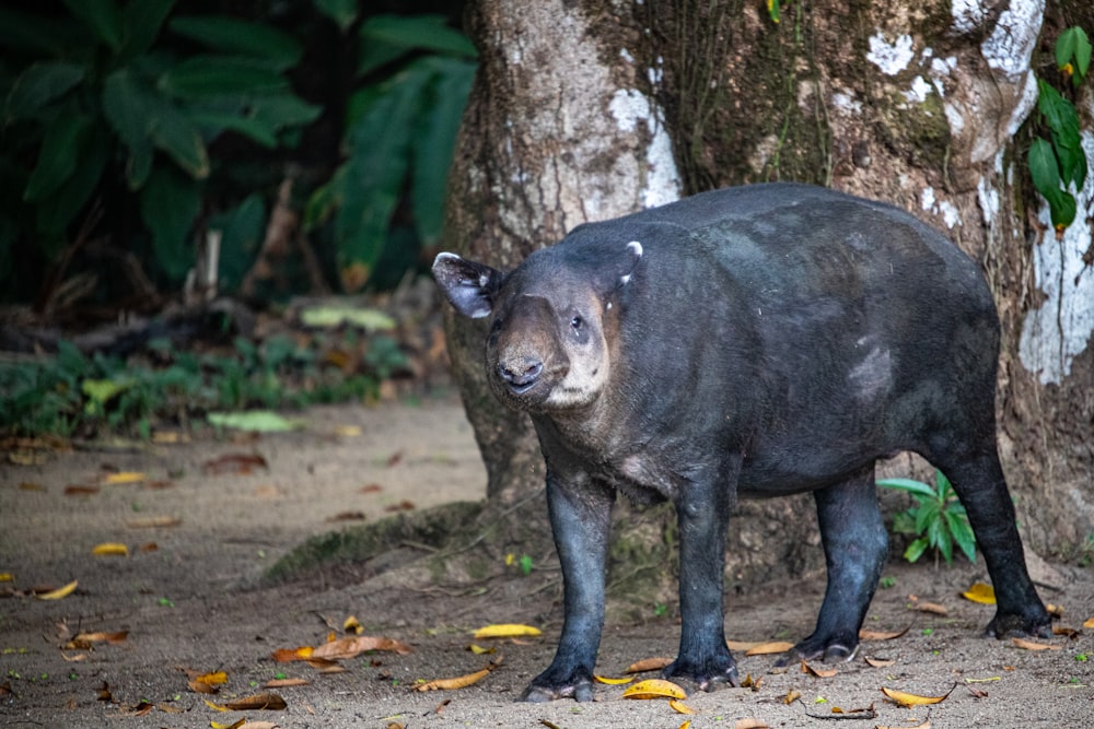 a large black animal standing next to a tree