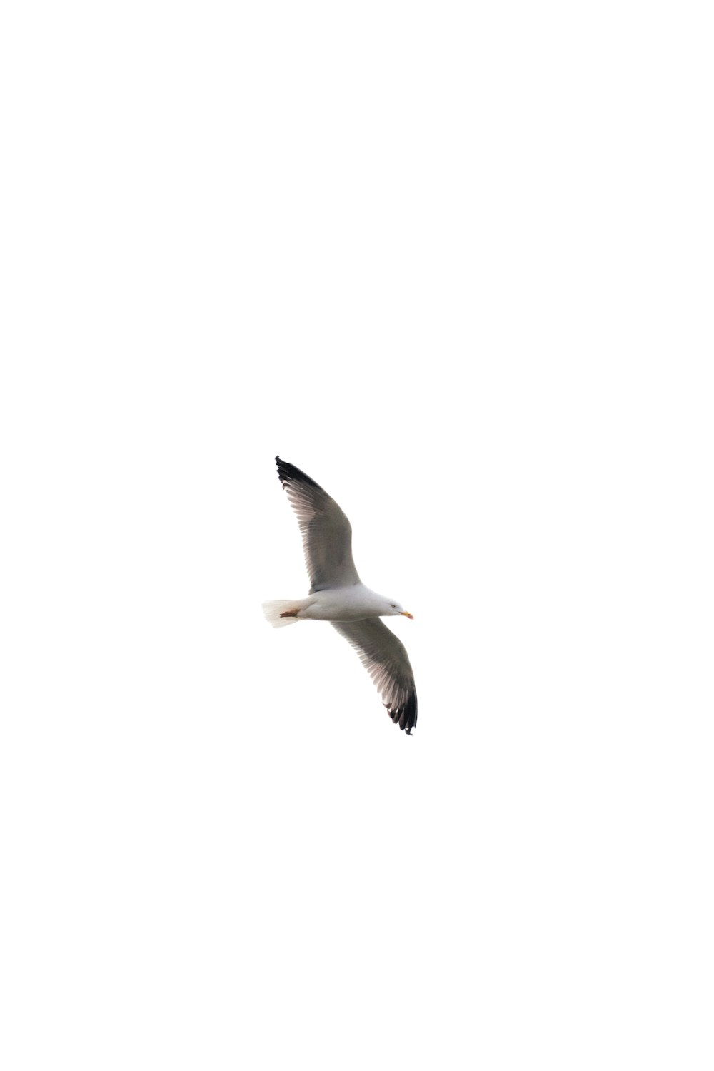 a seagull flying in the sky on a clear day