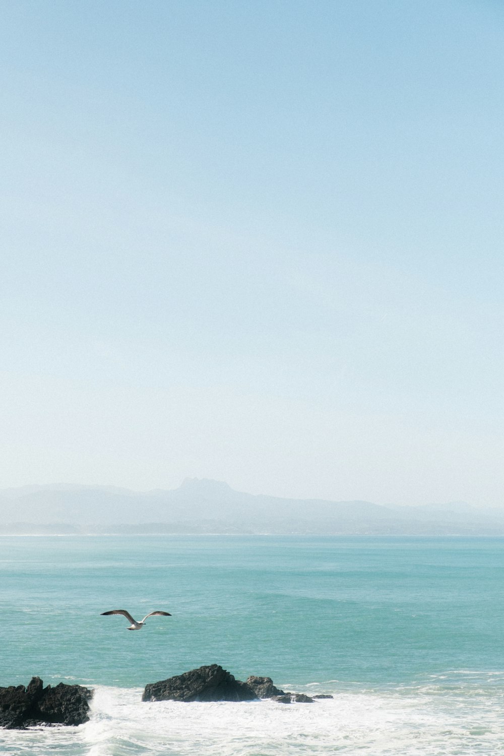 a bird flying over a body of water