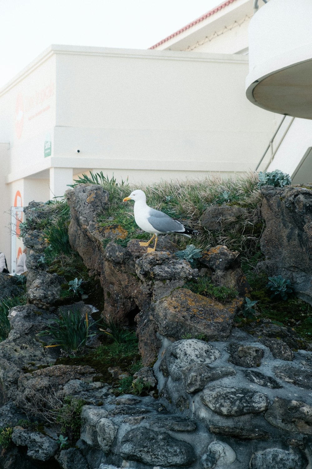 a seagull sitting on a rock wall next to a building