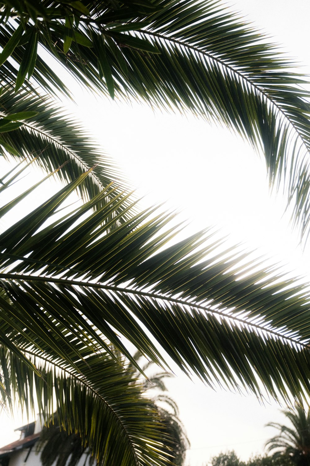 a clock on a pole in front of a palm tree