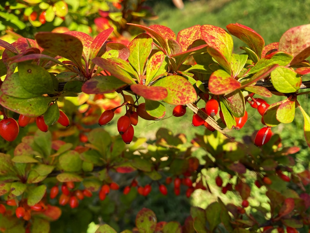 a bush with red berries and green leaves