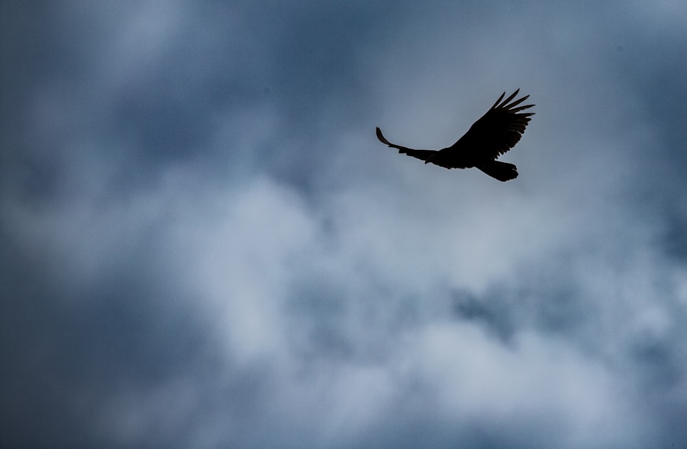 a large bird flying through a cloudy sky