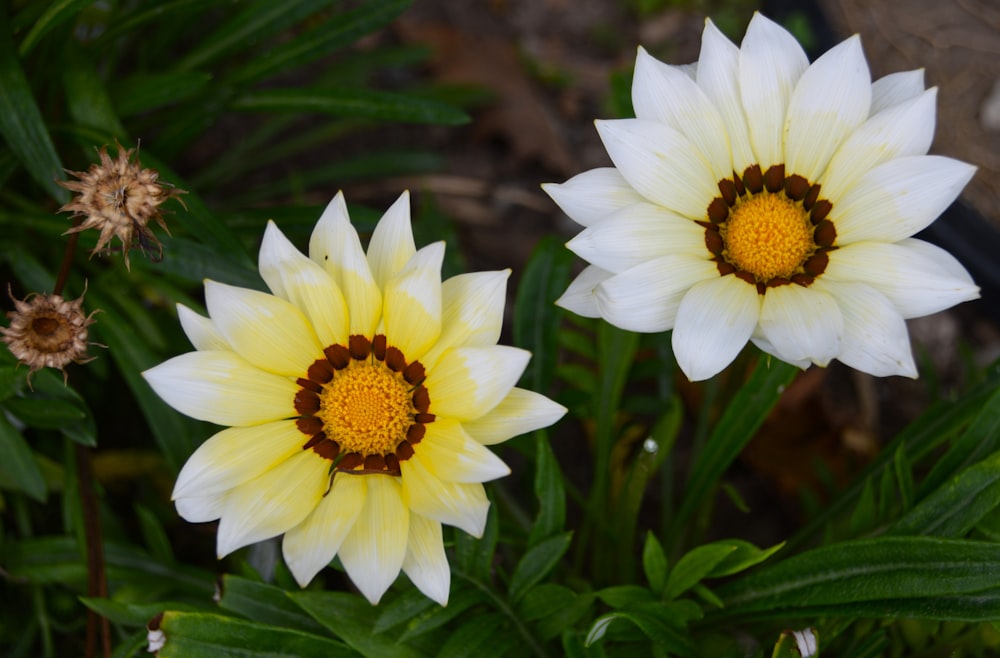 two white and yellow flowers with green leaves