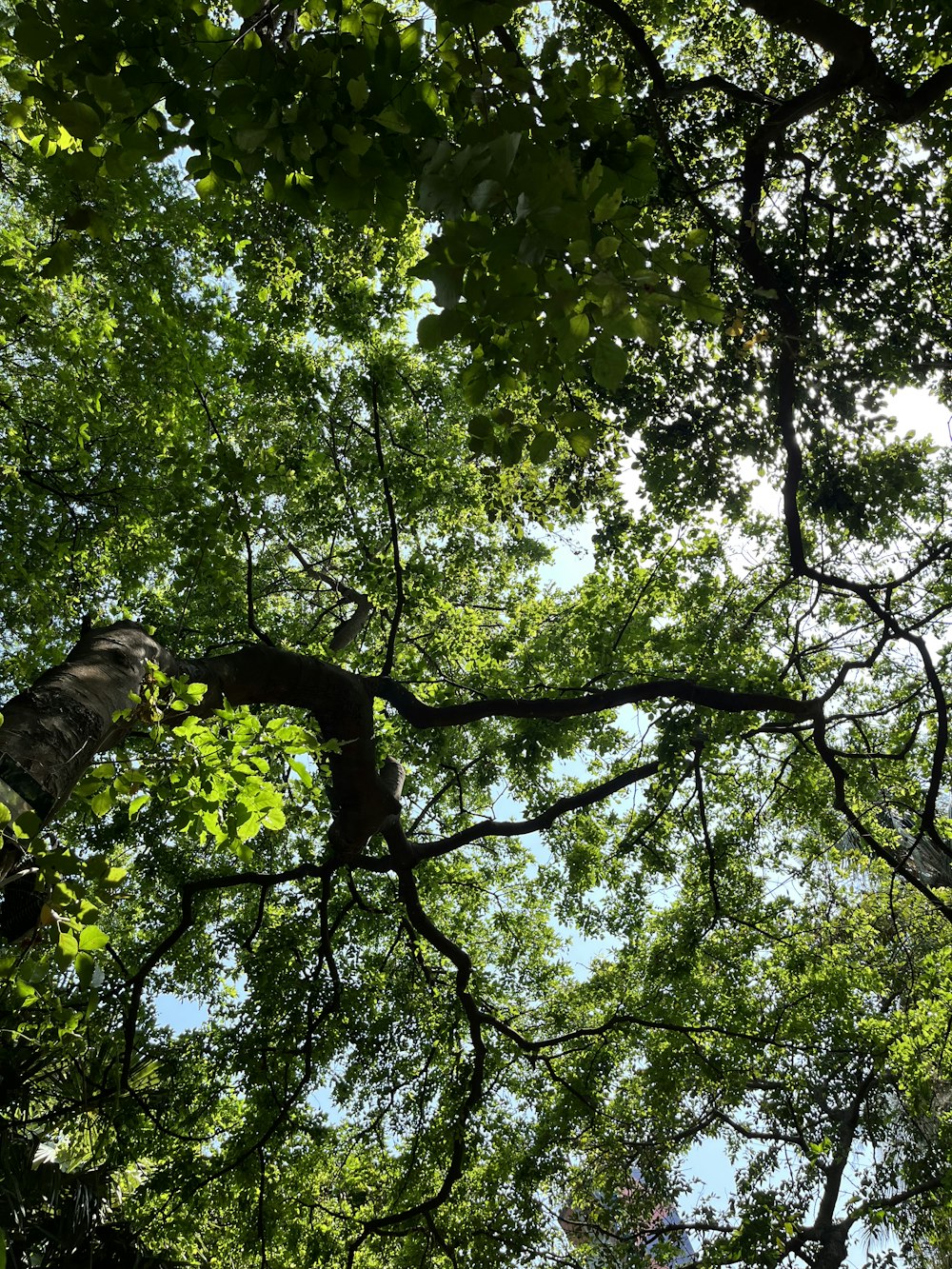 looking up into the canopy of a tree