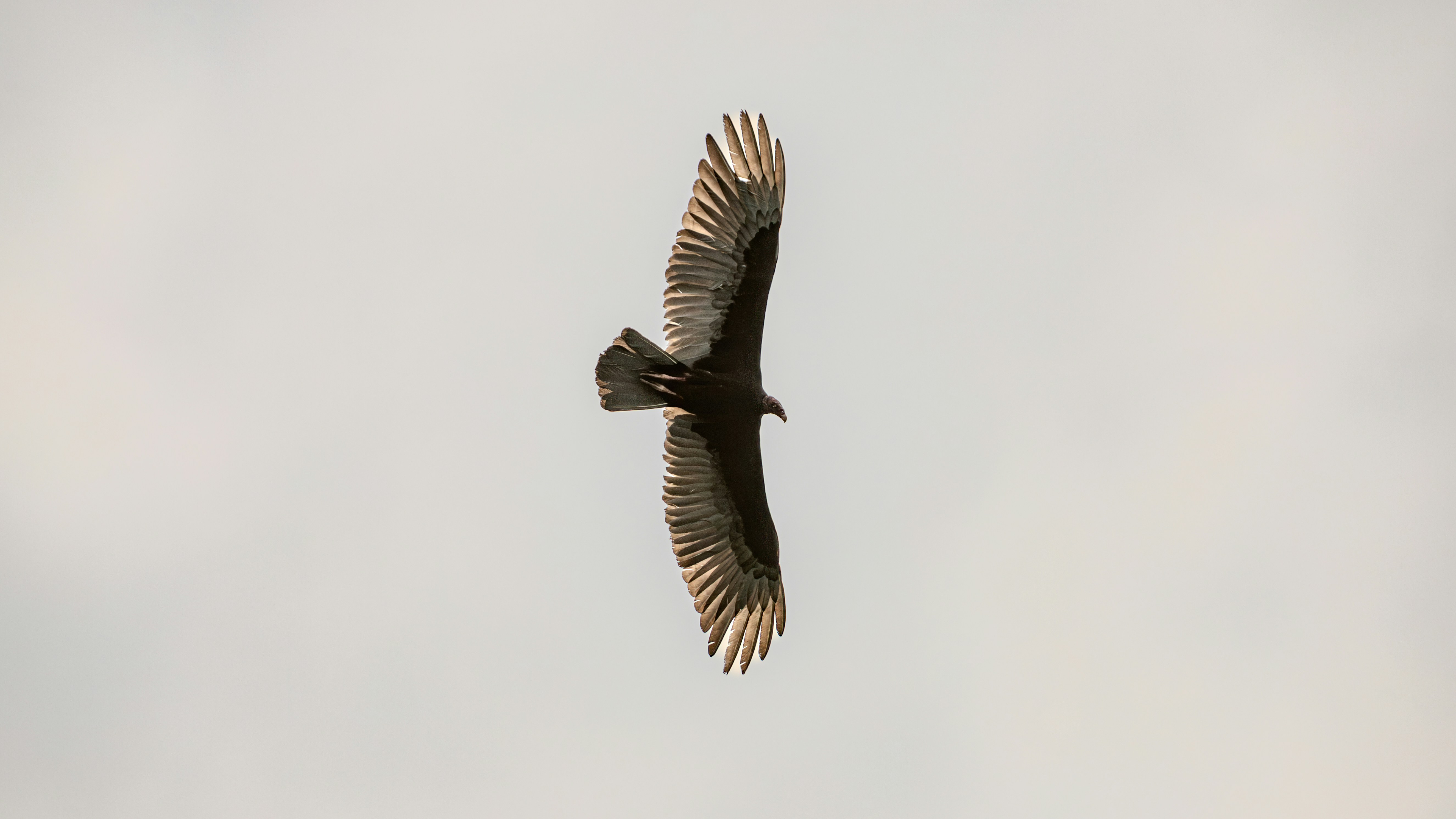 a large bird flying through a cloudy sky