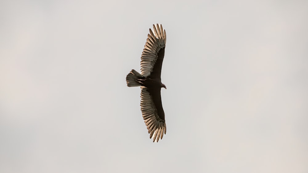 a large bird flying through a cloudy sky