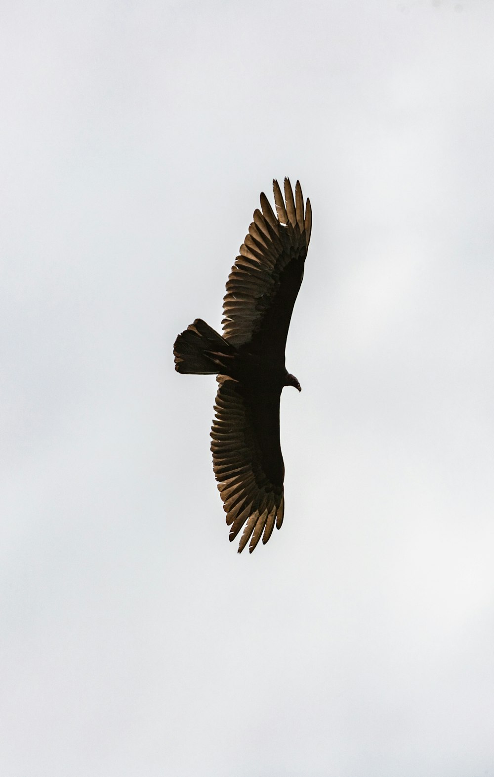 a large bird flying through a cloudy sky