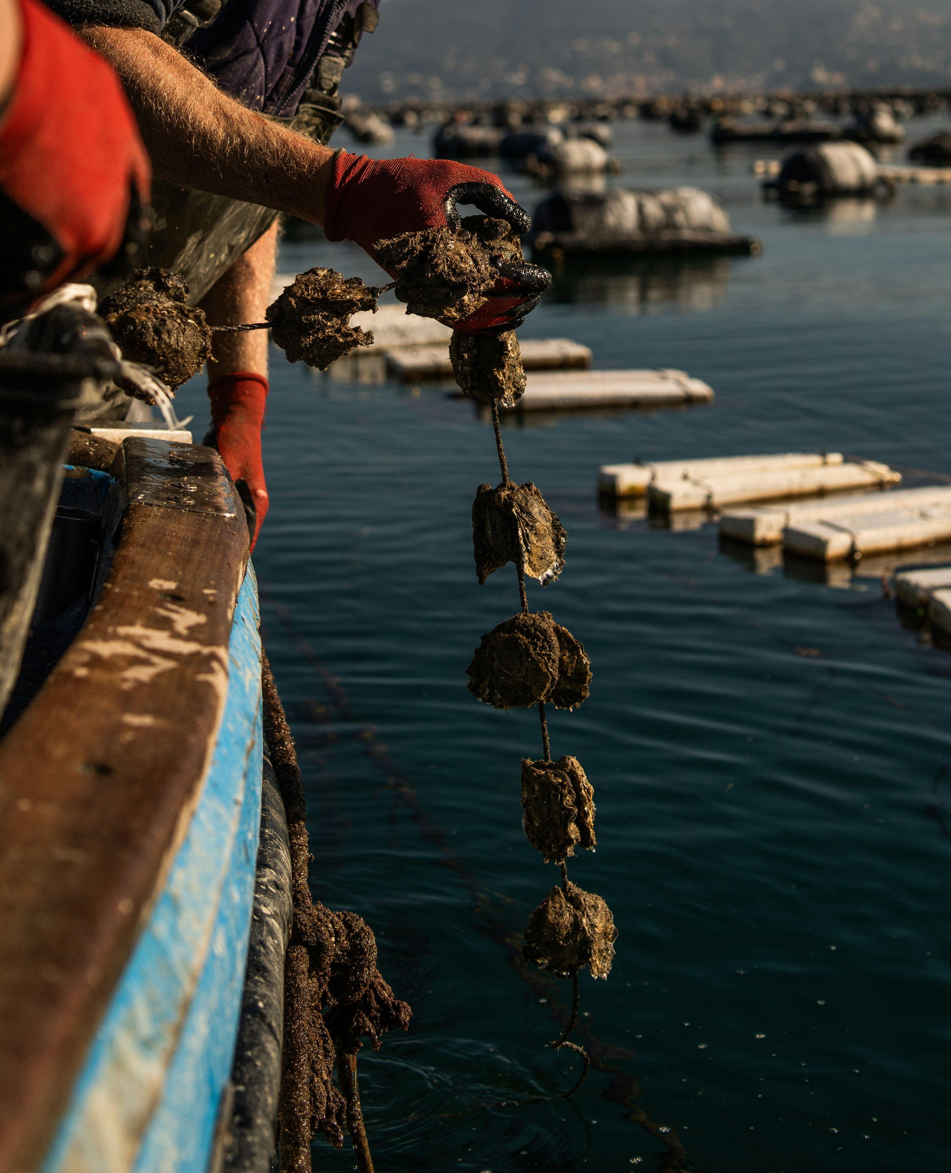 Photo by mitiliemitili