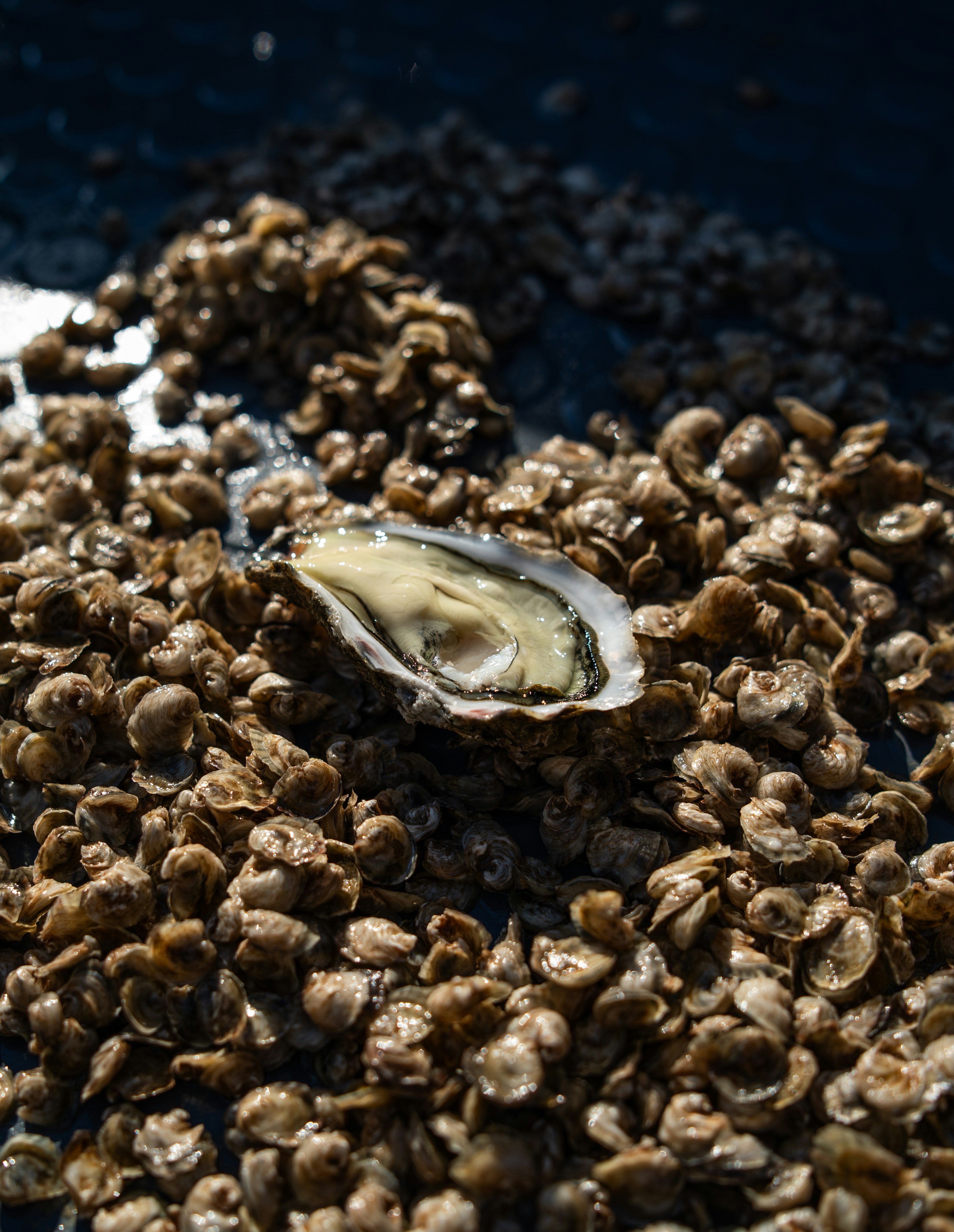 매생이굴국 끓이는 법 매생이와 굴 씻는 법 및 참기름에 굴 볶아 풍미 올리기 이미지2