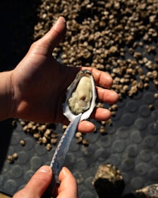 Fresh oysters on plate with lemons
