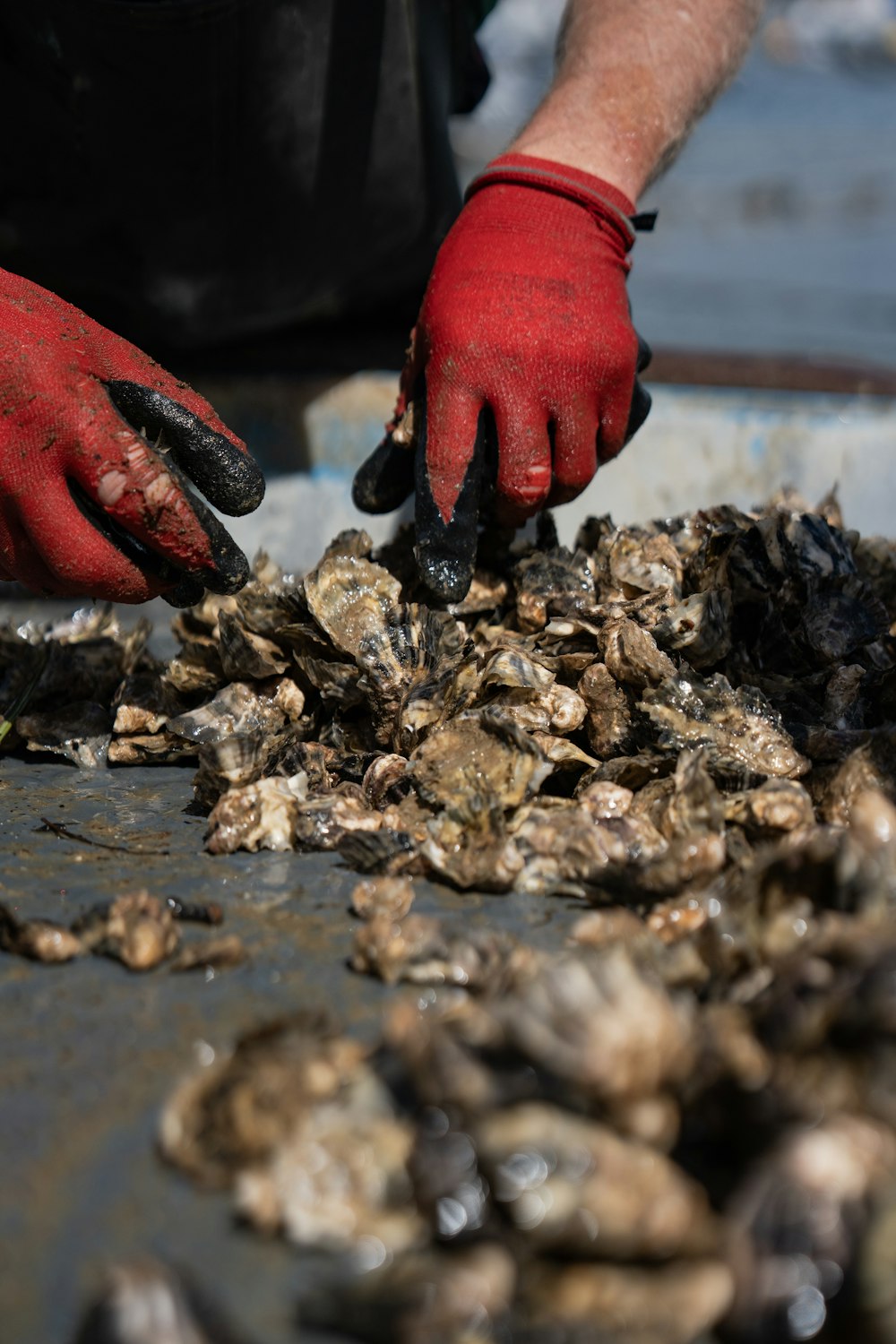 a person with red gloves and red gloves picking up oysters
