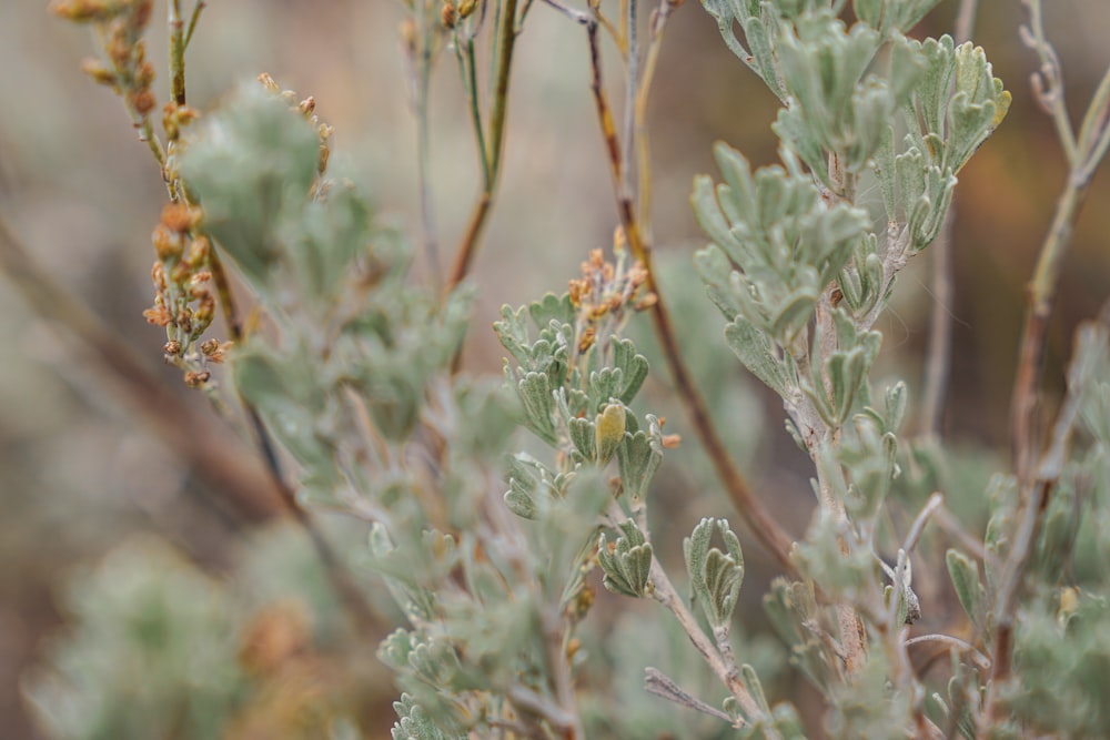 a close up of a plant with small leaves