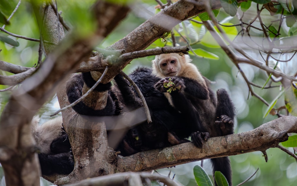 a monkey sitting on top of a tree branch