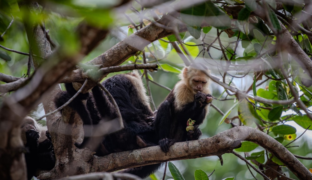 a couple of monkeys sitting on top of a tree