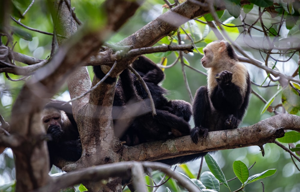 un grupo de monos sentados en lo alto de un árbol