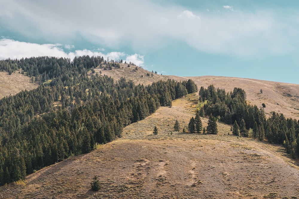 una collina erbosa con alberi in cima