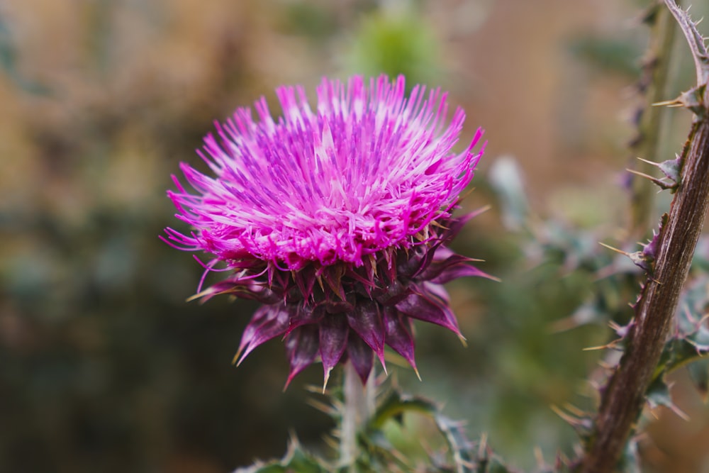 a close up of a purple flower on a plant